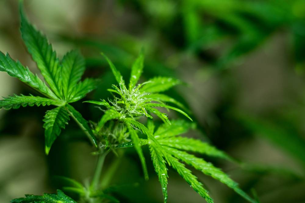 Cannabis Licensing: A Guide for Entrepreneurs and Investors